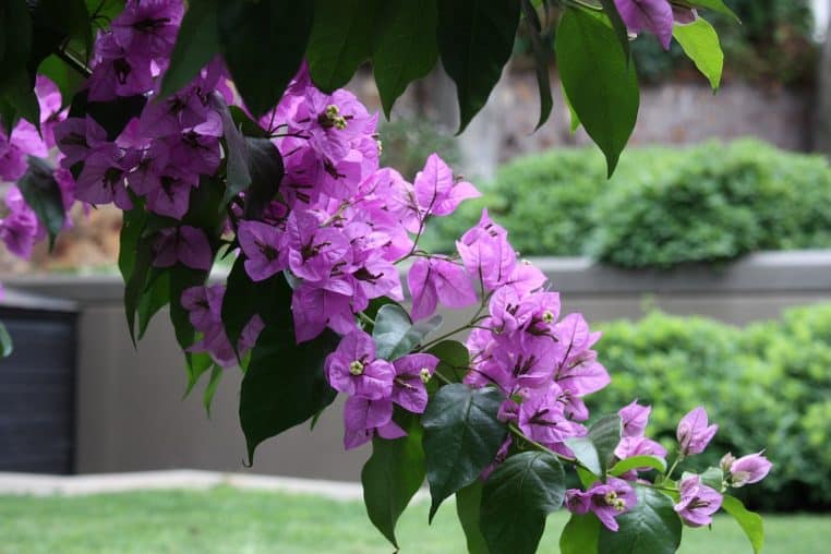 Mur de jardin recouvert de bougainvillées violettes entrelacées de bégonias.