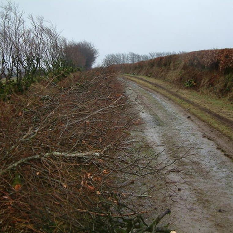 Taillage de haies de hêtre sur Exmoor en hiver.