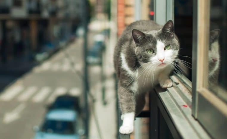 Chat parachutiste