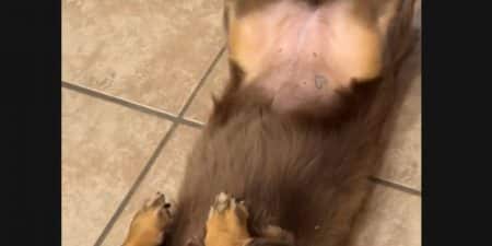 Pourquoi ce chien devenu viral sur Tiktok a-t-il un tatouage en forme de cœur sur le ventre ?