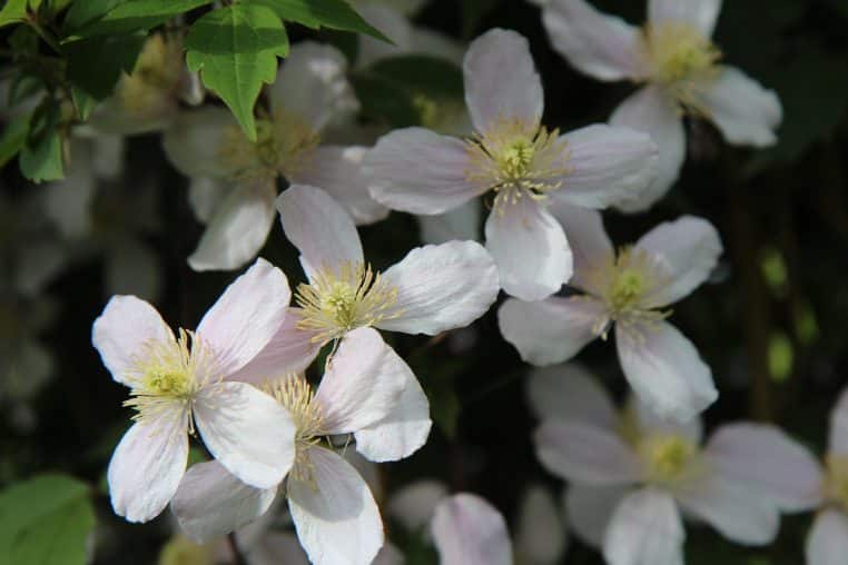 Clématite montana grimpant sur un mur, fleurs étoilées blanches.