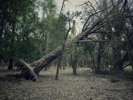 Arbre tombe