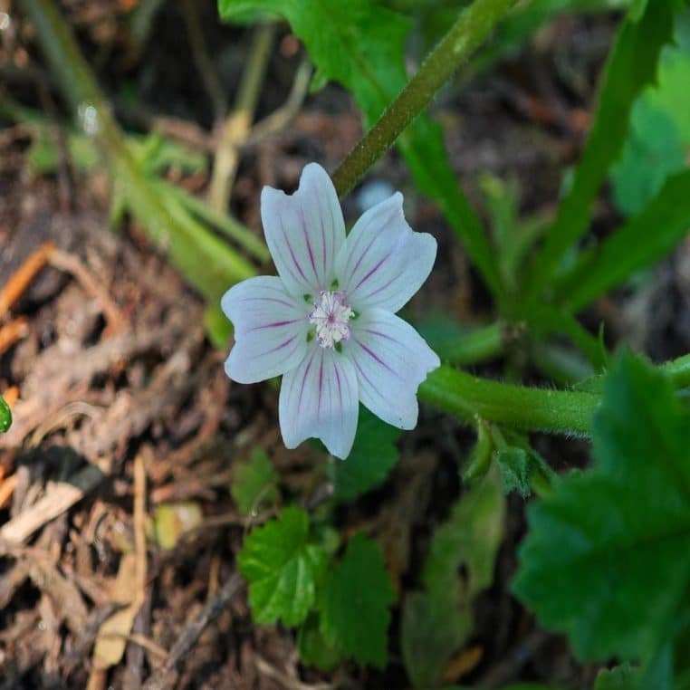 Une petite fleur rose pâle aux nervures violettes, photographiée en gros plan au ras du sol parmi les feuilles.