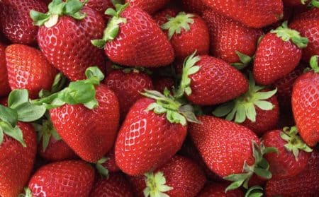 fraises actualité