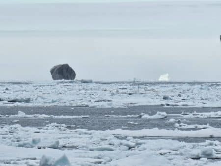 Iceberg noir