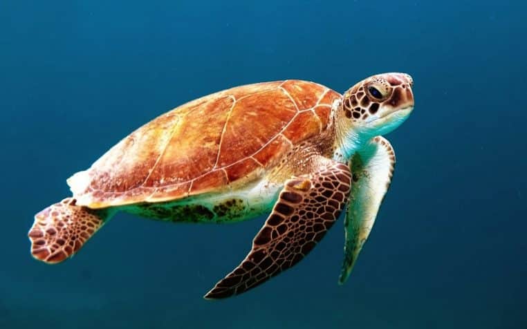 Tortue dans l'océan