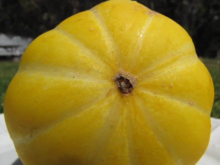 Melon cornu jaune à épines.
