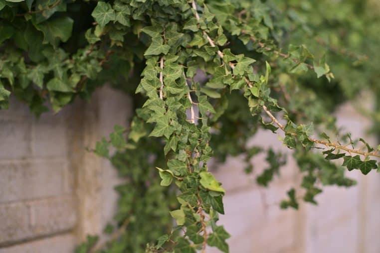 Mur vert recouvert de lierre grimpant dense.