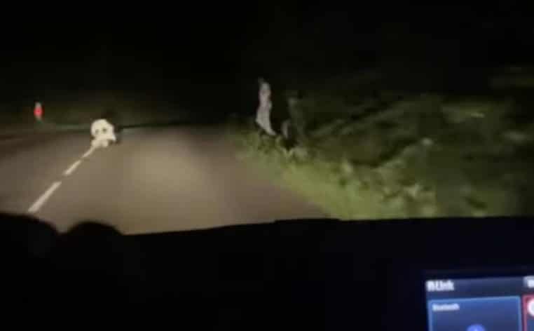 peluche jeunes actu