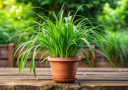 La plante qui parfume la maison et éloigne les moustiques : voici pourquoi tout le monde la réclame au printemps
