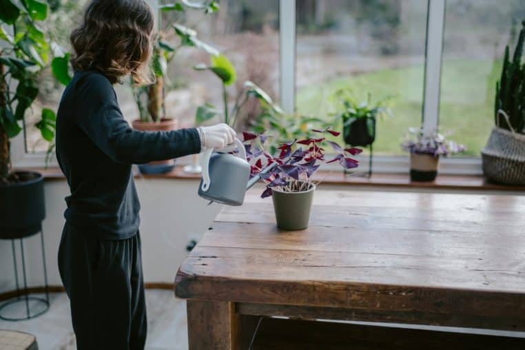 Femme avec plante d'intérieur