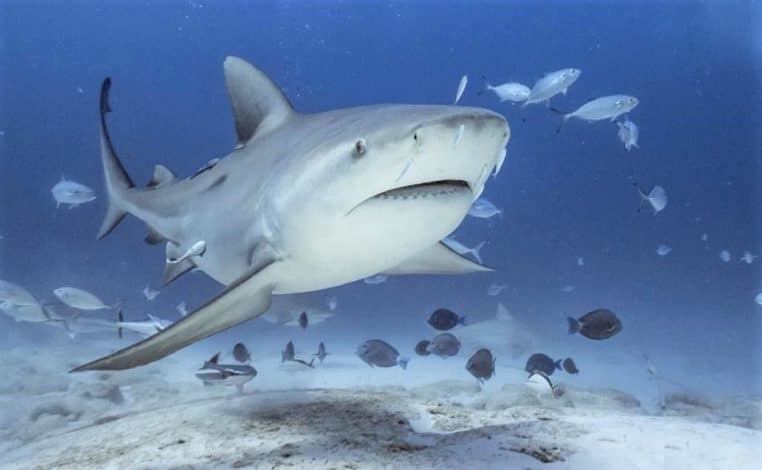 requin bouledogue 2