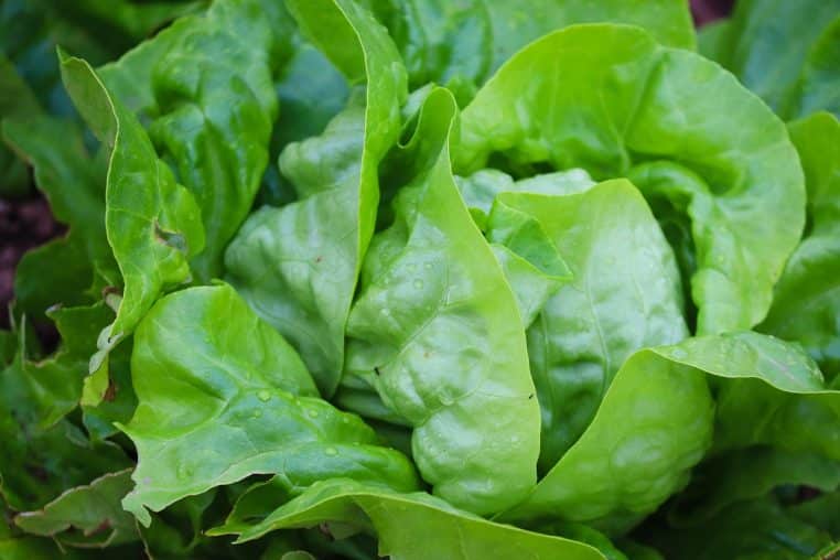 Bol de salade verte mélangée à divers légumes frais.