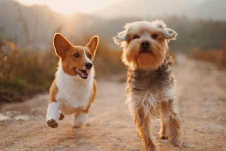Deux chiens au soleil
