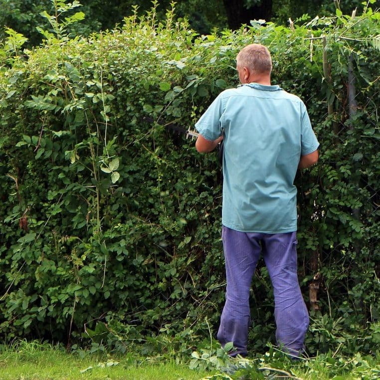 Jardinier professionnel taille une haie en bordure de propriété.