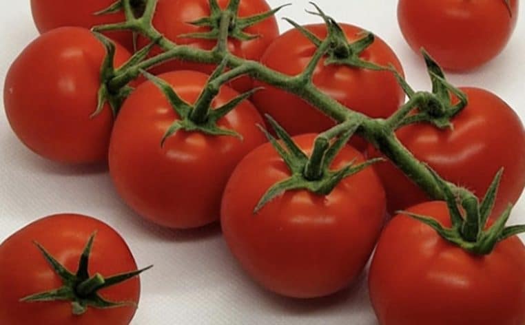 tomates grappe marketing