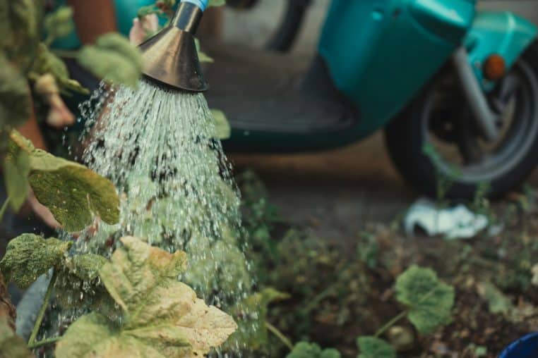Arroser plantes