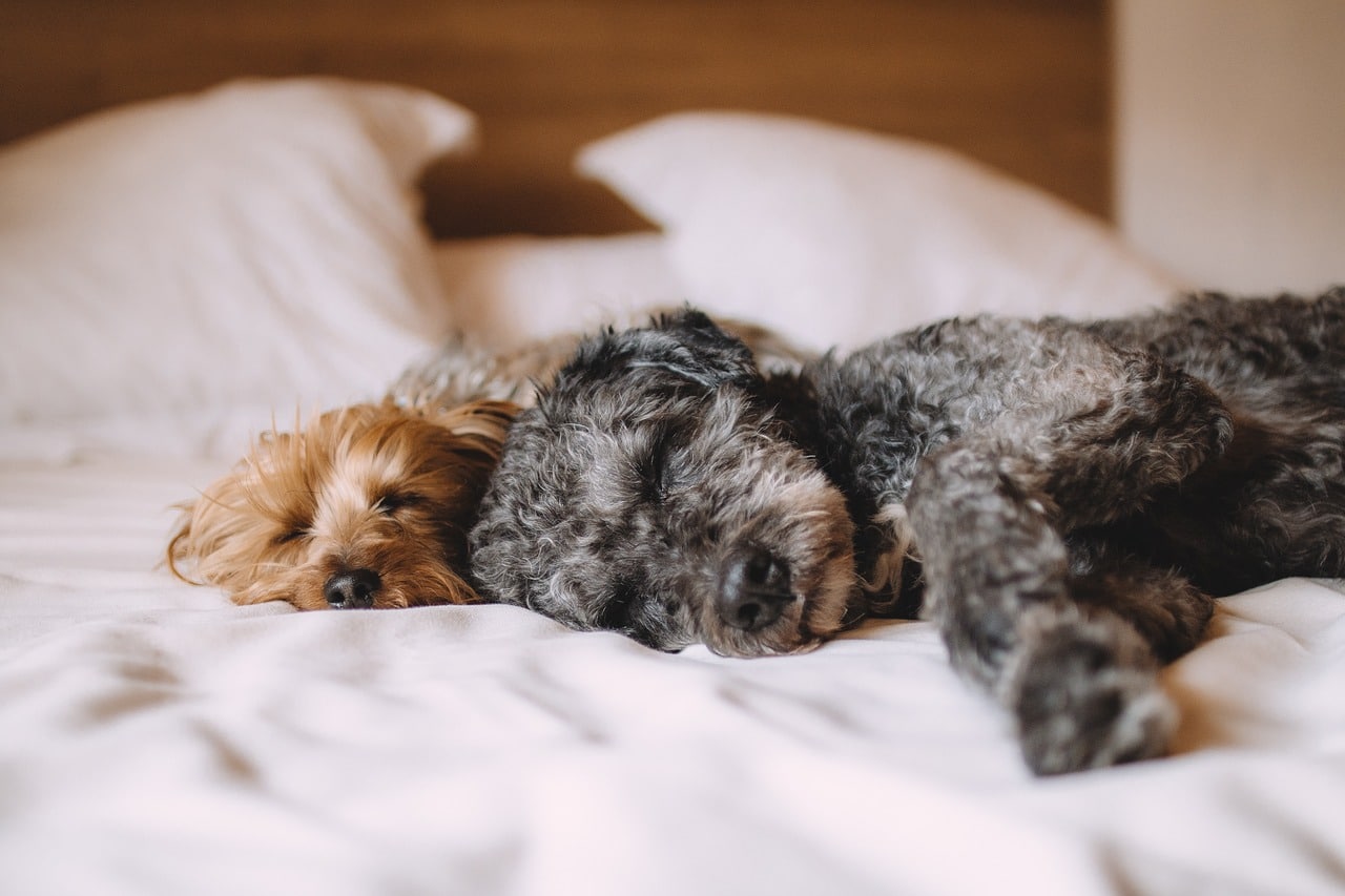 dogs, pets, canine, animals, fur, nature, sleeping, snout, mammals, domestic, dog portrait, animal world