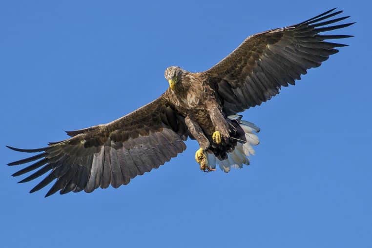 eagle, nature, bird, bird of prey, wings, flight, flying eagle, flying, feathers, plumage, ave, avian, ornithology, bird watching, animal world, wildlife, wildlife photography, blue sky