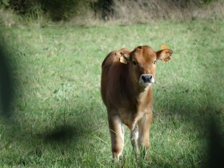Vache
