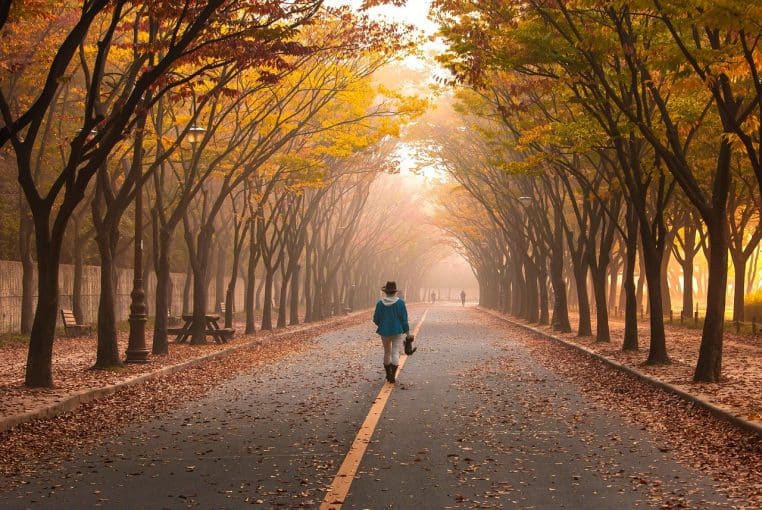 road, pavement, woman, trees, nature, walk, girl, fog, walking, roadway, avenue, mist, leaves, foliage, autumn, fall, park