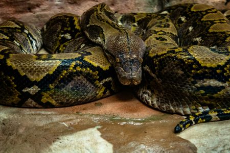 python