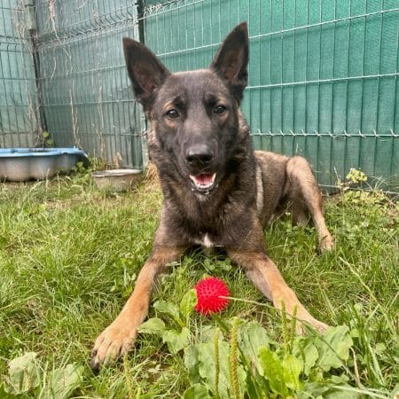 Bergers Malinois Refuge