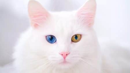 Chaton bobtail caracteristiques
