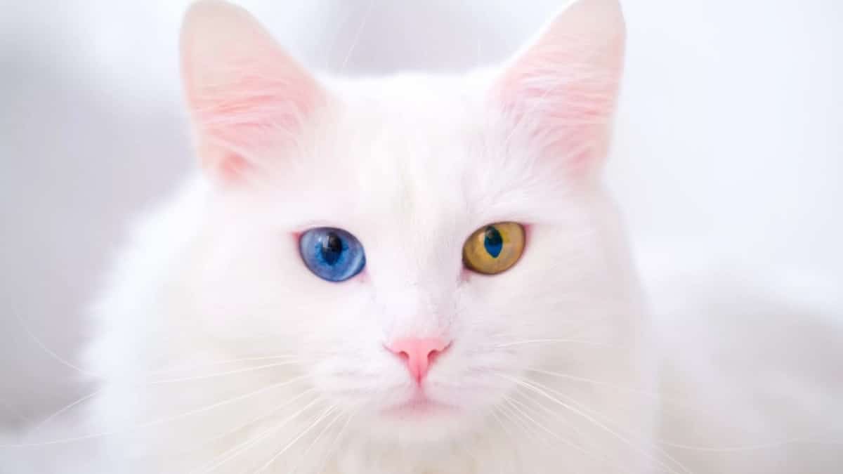 Chaton bobtail caracteristiques
