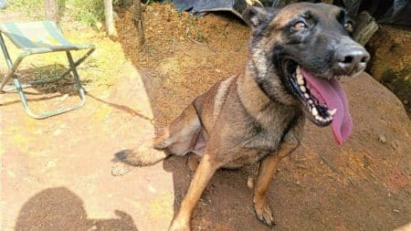 Chien Heros Sanson