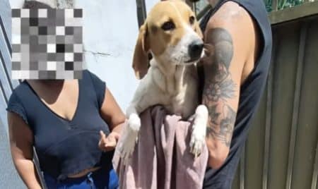 Adoptants maltraitent leurs chiens, l'association réagit