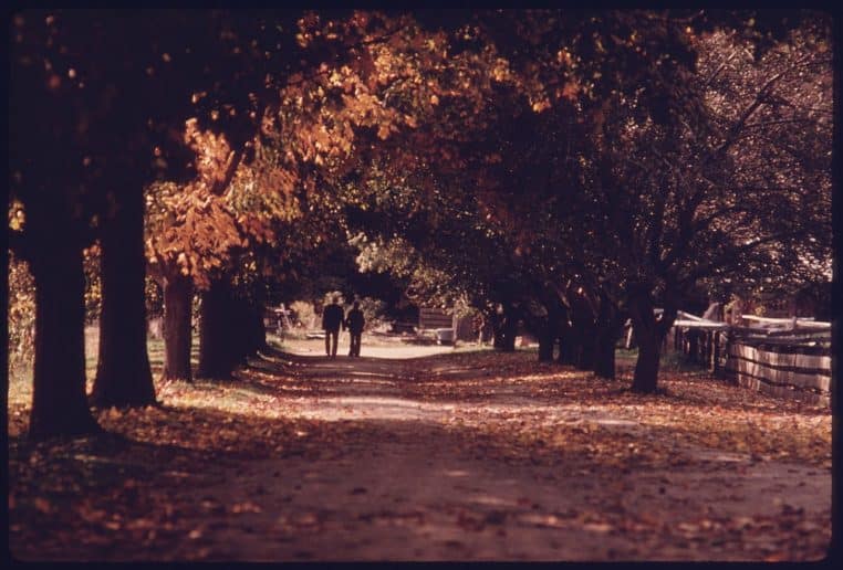 Couple âgé se promenant sur une route de campagne, entouré d’arbres.