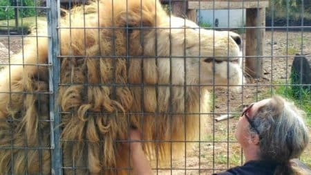 Femme Lion Attaque