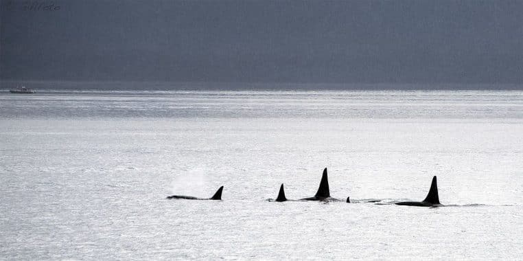 Orques noirs et blancs nageant à côté d'un canot en Alaska.
