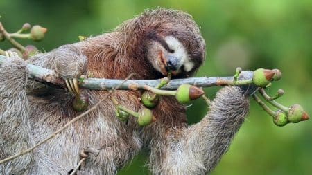 Paresseux Caracteristiques