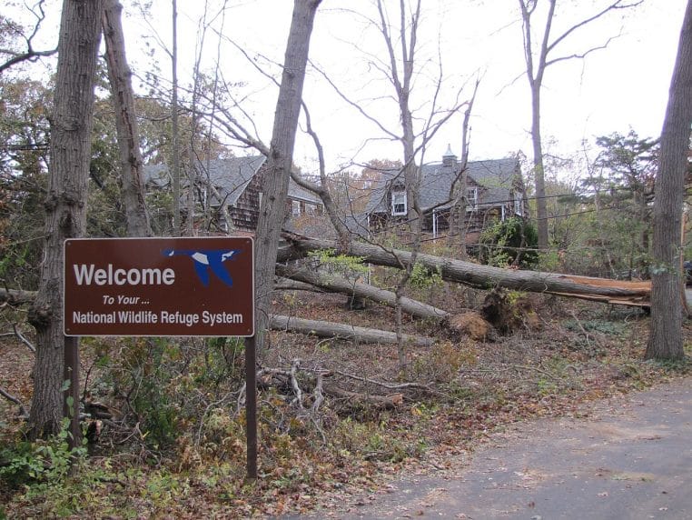 Pin taillé sous ligne électrique après entretien.