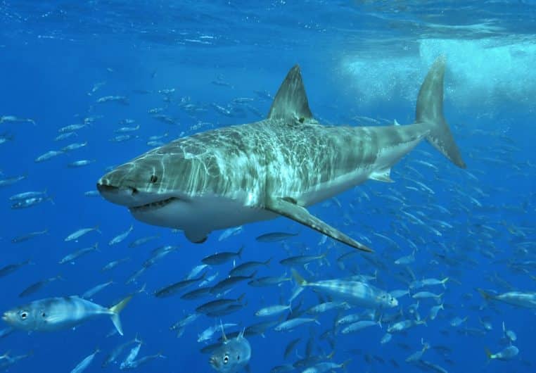 grand requin blanc nageant parmi des poissons bleus.
