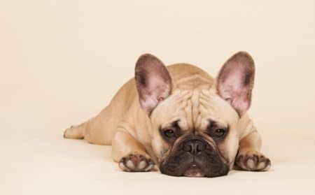 aéroport bouledogue français chien