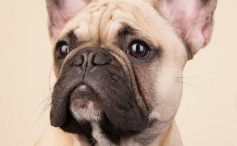 aéroport bouledogue français chien