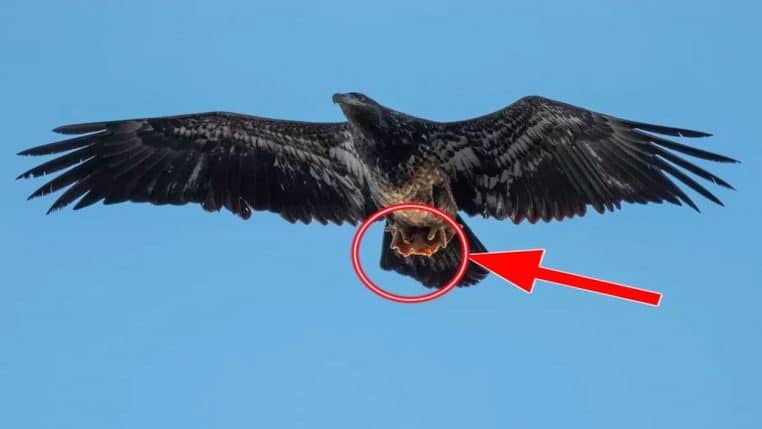 aigle griffes