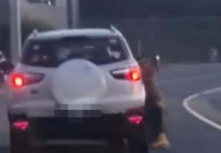 Berger allemand victime de maltraitance