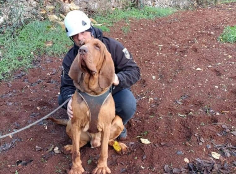 Italie : Ce chien "héros" qui avait sauvé de nombreuses vies est mort empoisonné avec des saucisses remplies de clous
