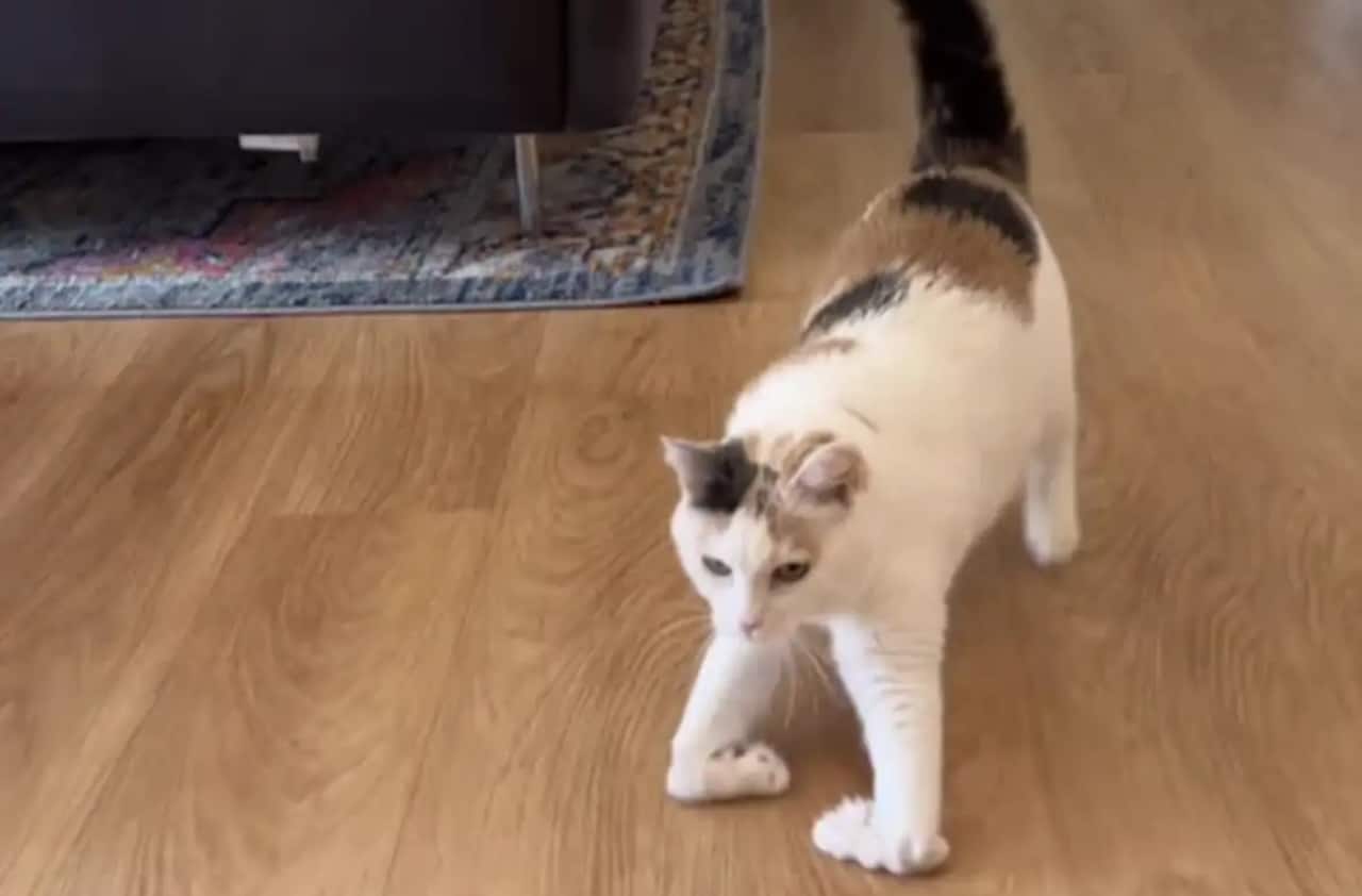 chat ski