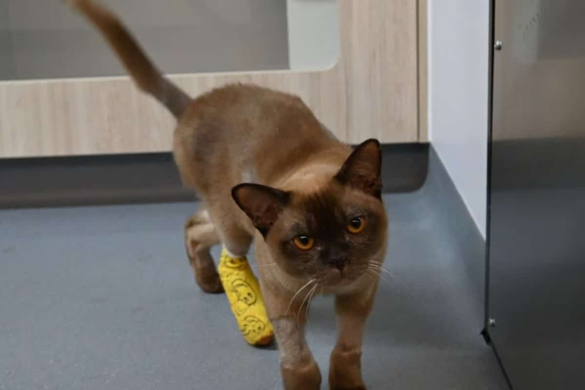 chaton survit après 55 minutes dans une machine à laver pablo - copie