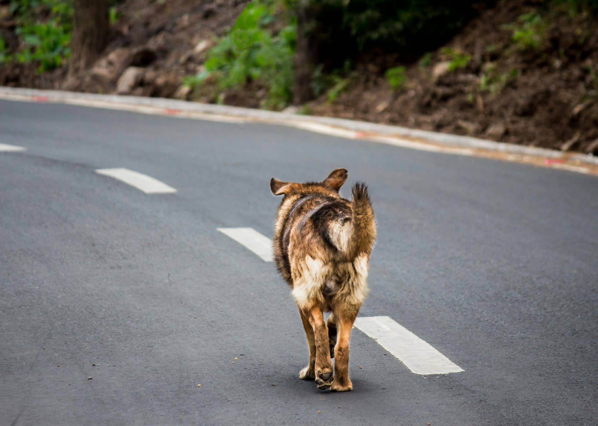 Un chien pris en charge par les habitants d'une commune