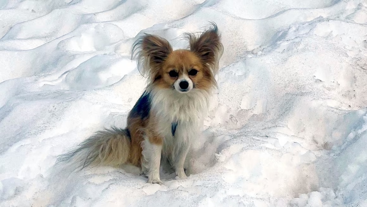 Chihuahua