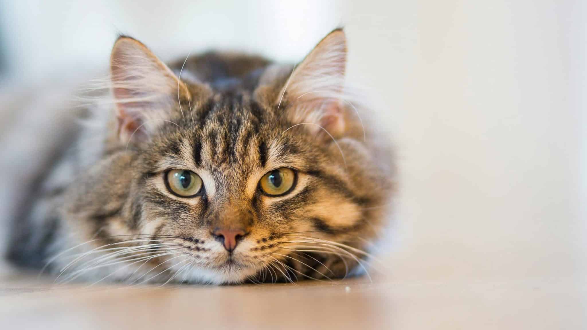 Comportement inquiétant chats