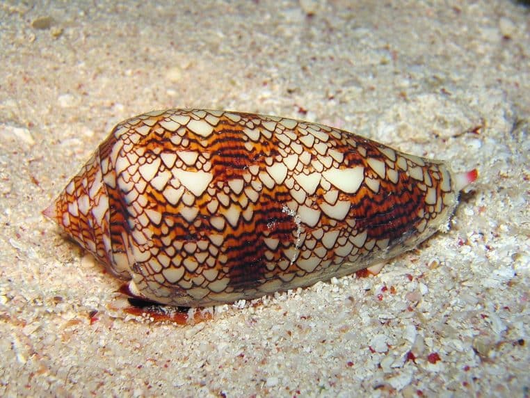 Conus