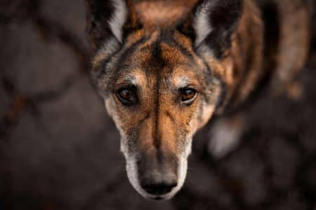 Ares