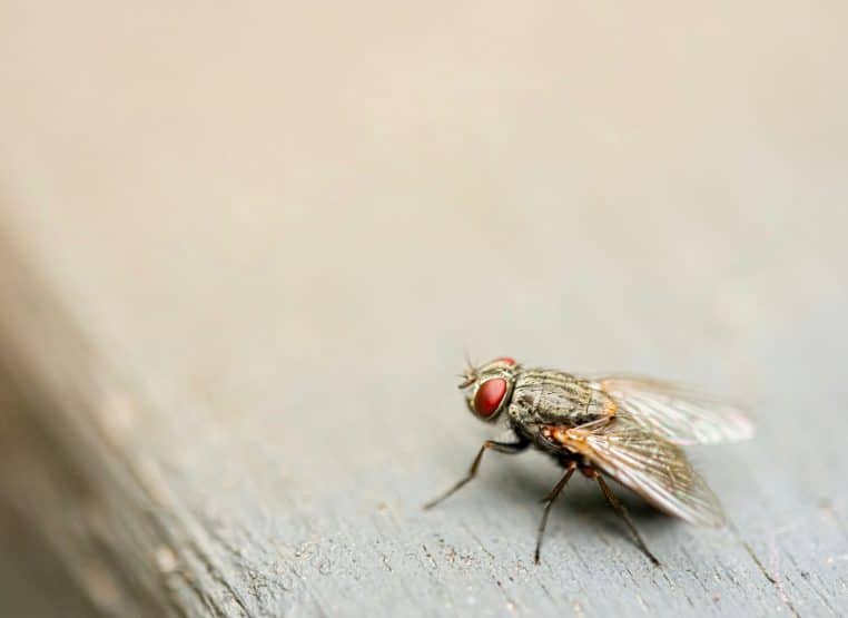Mouche